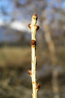 Larix decidua (Deciduous larch) - annual shoot with buds