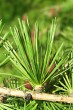 Larix decidua (Deciduous larch) - bunch ofneedles on brachyblasts