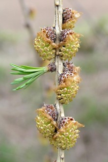 Larix decidua (Deciduous larch) -  ♂ cones