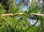 Larix decidua (Deciduous larch)