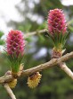 Larix decidua (Deciduous larch) - female cones ♀  red 