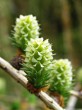 Larix decidua (Deciduous larch) - female cones ♀  green