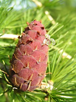 Larix decidua (Deciduous larch) - ripening cone (red flowers)