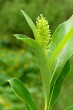 Salix pentadra (Five-stemmed willow) - female (♀) catkins