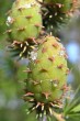 Larix decidua (Deciduous larch) - ripening cone (green flowers)