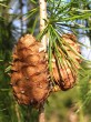 Larix decidua (Deciduous larch) - riped cone (in autumn of the first year)