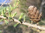 Larix decidua (Deciduous larch) - 2-3- year- old cone