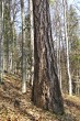 Larix decidua (Deciduous larch) - the bork