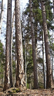 Larix decidua (Deciduous larch)