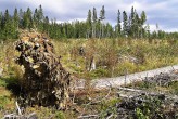 Larix decidua (Deciduous larch) - the root system