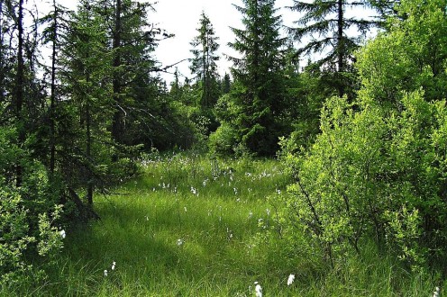 Salix pentadra (Five-stemmed willow) - peat bog environment with the occurrence of five-barred willow