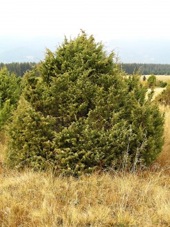 Juniperus communis - often a multi-stemmed shrub