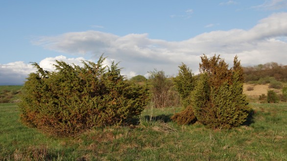 Juniperus communis - pioneering woody plants in extreme (difficult to forest) habitats