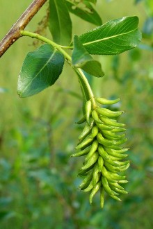 Salix pentadra (Five-stemmed willow) - capsules