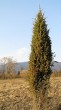 Juniperus communis