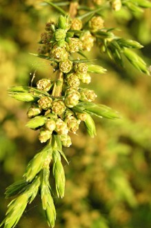 Juniperus communis - male (♂) cones