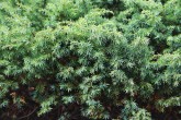 Juniperus sibirica