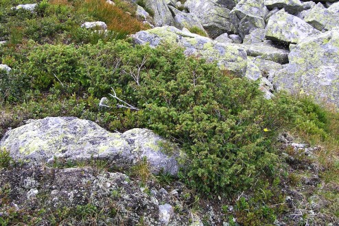 Juniperus sibirica