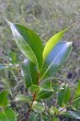 Salix pentadra (Five-stemmed willow) - twig with leaves