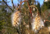 Salix pentadra (Five-stemmed willow) - fluffy achenes