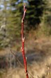 Salix pentadra (Five-stemmed willow) - annual shoot (summer plant)