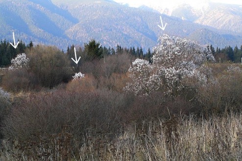 Salix pentadra (Five-stemmed willow) - female (♀) individuals of willow