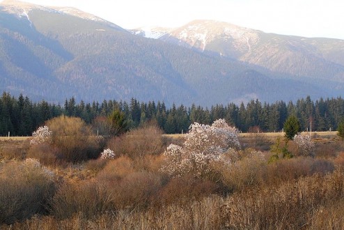 Salix pentadra (Five-stemmed willow)