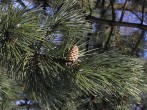 Pinus nigra