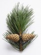 Pinus nigra