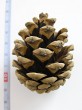 Pinus nigra