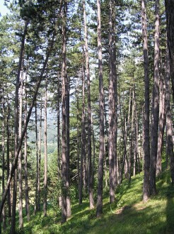 Pinus nigra