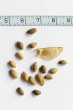 Pinus nigra - the seed is 5 - 7 x 3 - 4 mm in size  oblong-ovoid