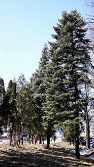 Abies concolor - fir as a part of urban greenery (Liptovský Hrádok)