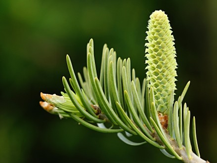 Abies concolor- female (♀) cones 