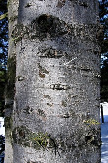 Abies concolor - bark with resin bubbles