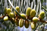 Abies concolor - male (♂) cones (just before development)