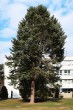 Abies concolor - in front of the health centre in Liptovsky Hradok, Slovakia