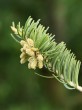 Abies concolor - male (♂) cones 