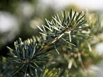 Abies concolor