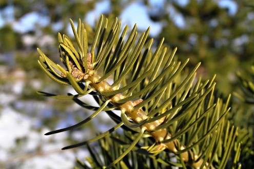 Abies concolor