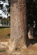 Abies concolor - the bark