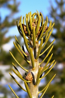 Abies concolor