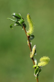 Salix alba (White willow) - male (♂) catkins