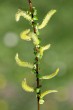 Salix alba (White willow) - male (♂) catkins