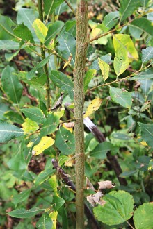 Salix hastata (Spear-leaved willow) - stem