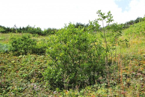 Salix hastata (Spear-leaved willow) - Tomanová valley, Western Tatras