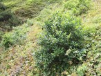 Salix hastata (Spear-leaved willow)