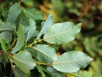 Salix hastata (Spear-leaved willow) - underside