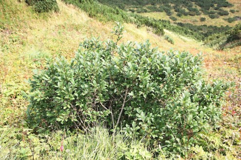 Salix hastata (Spear-leaved willow)