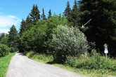 Populus alba (White poplar) - as a shrub (820 m above the sea level - above the village of Pribylina)